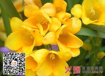 小苍兰的养殖方法 【小苍兰】小苍兰的养殖方法_小苍兰