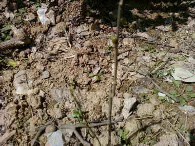 葡萄树新芽后枯萎 梦见葡萄树发芽 梦见葡萄树发新芽