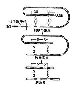 饥饿对胃的影响 胰岛素会影响胃饿吗？