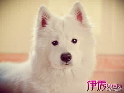 萨摩耶感冒了吃什么药 萨摩耶感冒了吃什么药 萨摩耶感冒吃什么药好