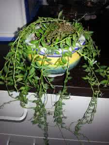 多肉植物浇水要浇透吗 植物浇水浇透正确做法 家养植物该如何正确浇水?