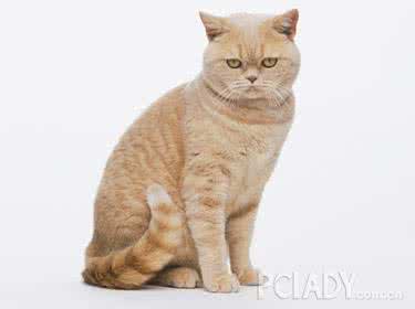 英国短毛猫掉毛程度 英国短毛猫掉毛程度 英国短毛猫掉毛怎么办