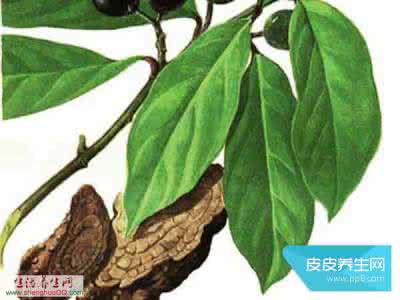 丁公藤 丁公藤 丁公藤