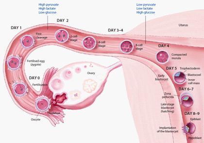取卵前雌二醇多少正常 IVF-ET周期中取卵后血清雌二醇的变化模式及其在预测妊娠中的意义