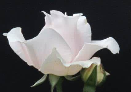 只闻花香 不谈悲喜 【人生感悟】只闻花香，不谈悲喜