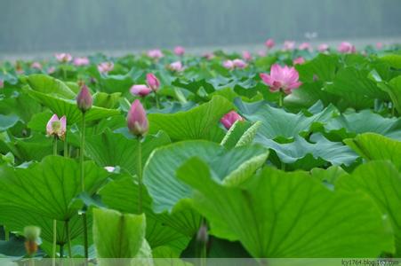 荷花塘小区 荷花塘