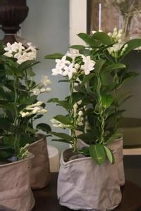 绿植功效 【长姿势√】各种绿植的功效你都知道吗?家里到底该养什么呢?