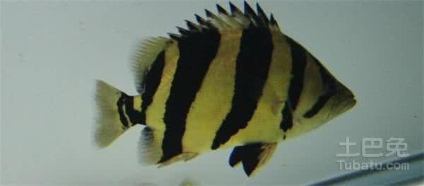 斜纹鲻鰕虎 斜纹鲻鰕虎鱼