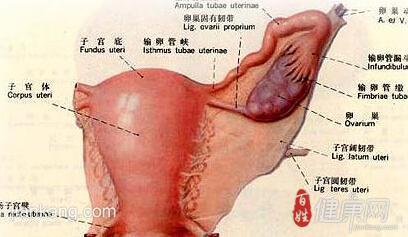 中医治疗卵巢早衰 中医治疗卵巢功能早衰 揭秘中医治疗卵巢早衰的疗效