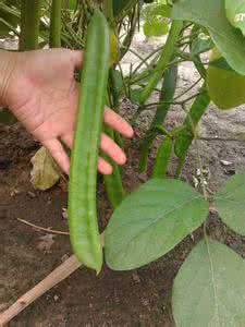 补肾植物 这五种植物的种子,被认为是肾的发动机