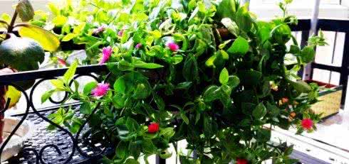 水精帘动微风起 立夏诗词欣赏 | 水精帘动微风起，满架蔷薇一院香