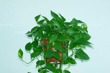 绿萝花的功效与作用 绿萝花治疗高血压的功效