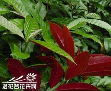 盆栽火龙果的管理方法 红背桂的盆栽管理方法