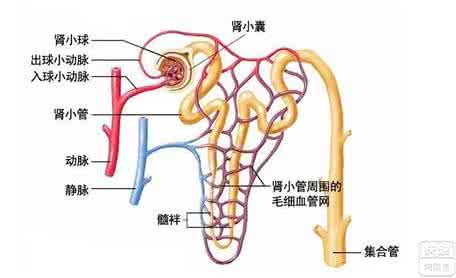 肾盂肾炎病因 肾盂肾炎的病因分析