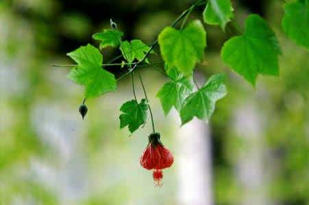 夏天去哪里旅游最凉爽 【暮春将夏】灯笼棉凉爽小开衫