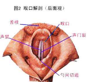 治咽炎的偏方太神了 咽炎怎么治 治疗咽炎有偏方