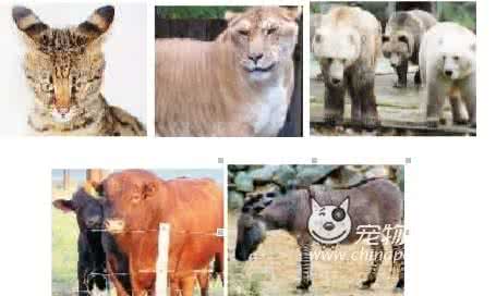 欧美的人兽交是真的吗 人兽杂交是真的吗 人兽杂交胚胎如何制造