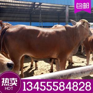 广西养牛场企业名录 广西养牛场企业名录 江苏省养牛公司名录2016年434家