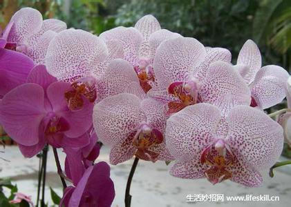 蝴蝶兰的养护 蝴蝶兰的日常养护注意事项