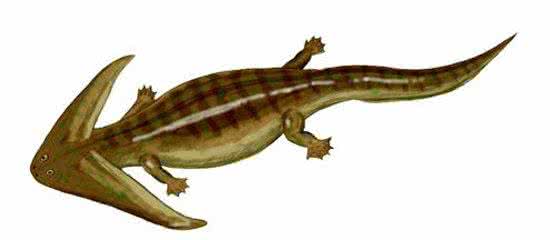 笠头螈现在还活在吗 笠头螈