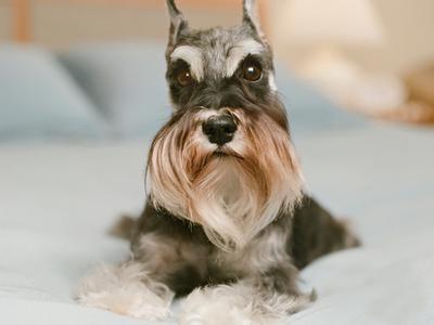 雪纳瑞优点和缺点 雪纳瑞有什么缺点