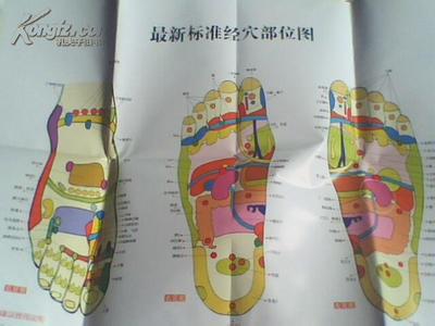 足部全息图 足部全息反射区图谱