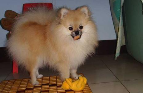 博美犬吃什么狗粮好 博美犬吃什么狗粮