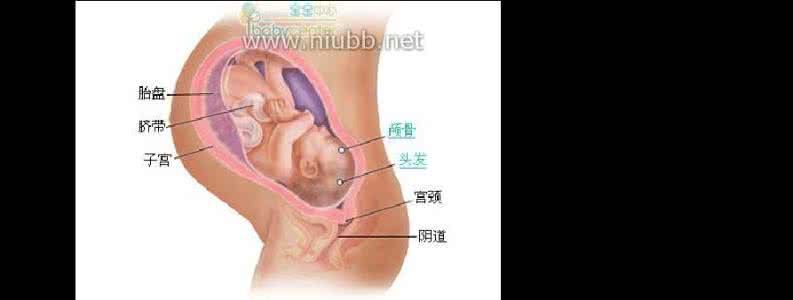 胎儿成长发育过程图 宝宝的成长过程 胎儿发育过程图