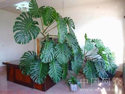 室内有害物质检测 能去除室内有害物质的植物