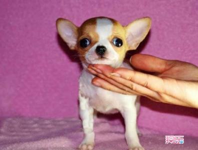 幼犬误食鸡骨头 幼犬误食鸡骨头 幼犬误食大蒜怎么办？