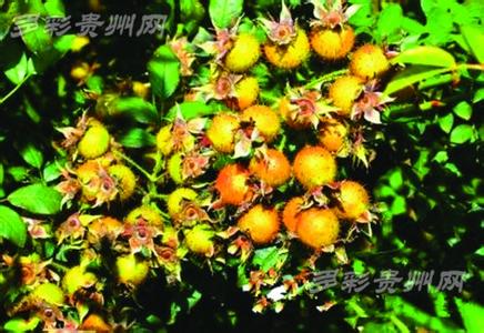 电影衍生品产业链 中药衍生品成大健康产业中坚