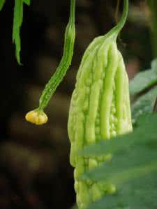 菊花茶降血压吗 吴茱萸菊花调糊敷涌泉穴降血压