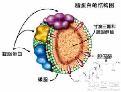 什么是低蛋白血症 低蛋白血症 什么是低蛋白血症