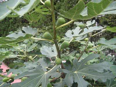 梦见无花果树结满果子 梦见无花果 梦见无花果树