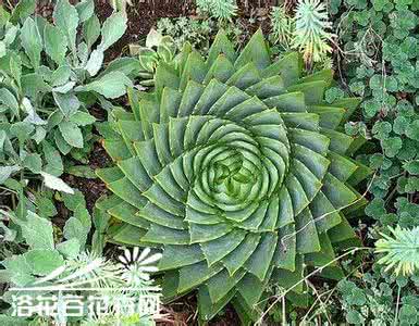 芦荟是多肉植物吗 多肉植物之所罗门芦荟