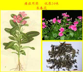 中草药治癌症秘方偏方 中草药图片大全 >> 癌症用药篇