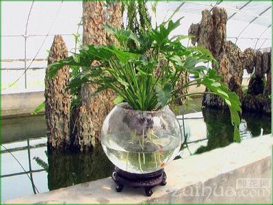 水培花卉营养液 DIY----自制水培花卉营养液