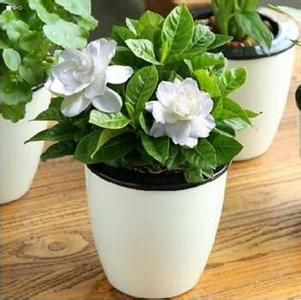 栀子花用什么土 盆土最简单分清酸碱的方法，栀子花、茶花轻松养