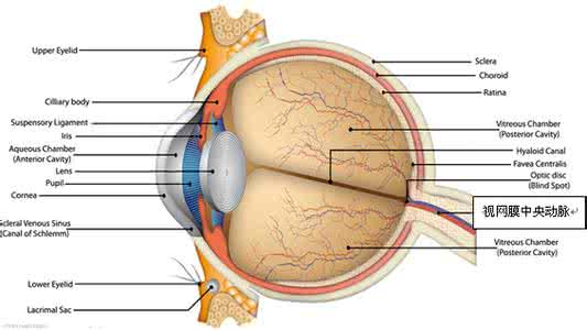 颈性视力障碍 颈源性视力障碍 颈源性神力障碍