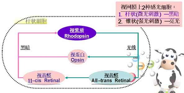 维生素a的作用及功能 维生素a的作用及功能 维生素A的作用和功能