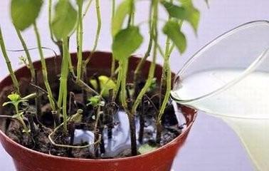 淘米水的用处 淘米水在生活中有什么用处