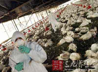 2017年h7n9禽流感疫情 台湾禽流感疫情严重 鹅最大耗损估超6成