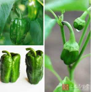 体温低吃什么能补体温 夏季体温多少度正常 夏季吃什么能够养生？青椒发汗降体温