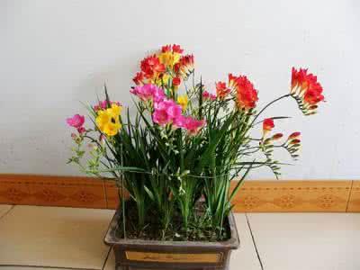 盆栽桃花养护要点 盆栽小苍兰的养护要点是什么？