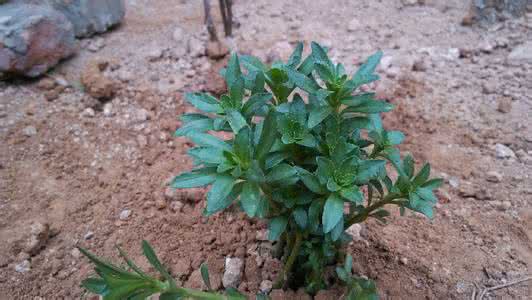 驱蚊草价格多少 驱蚊草的种类