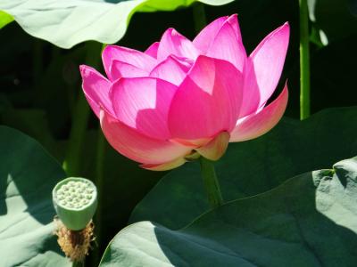 心心相印 爱有浓淡，心有真假，心心相印才有温暖