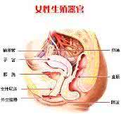 女性阴 高清图解女人私处全部构造