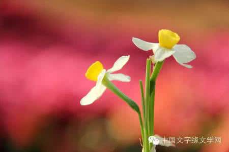 每一朵花总会芬芳 惦记,是一朵花开的芬芳(诗歌)