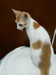 杭州猫咪领养 领养猫 领养猫咪,你做好准备了吗