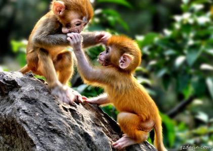 猕猴多少钱一只 猕猴